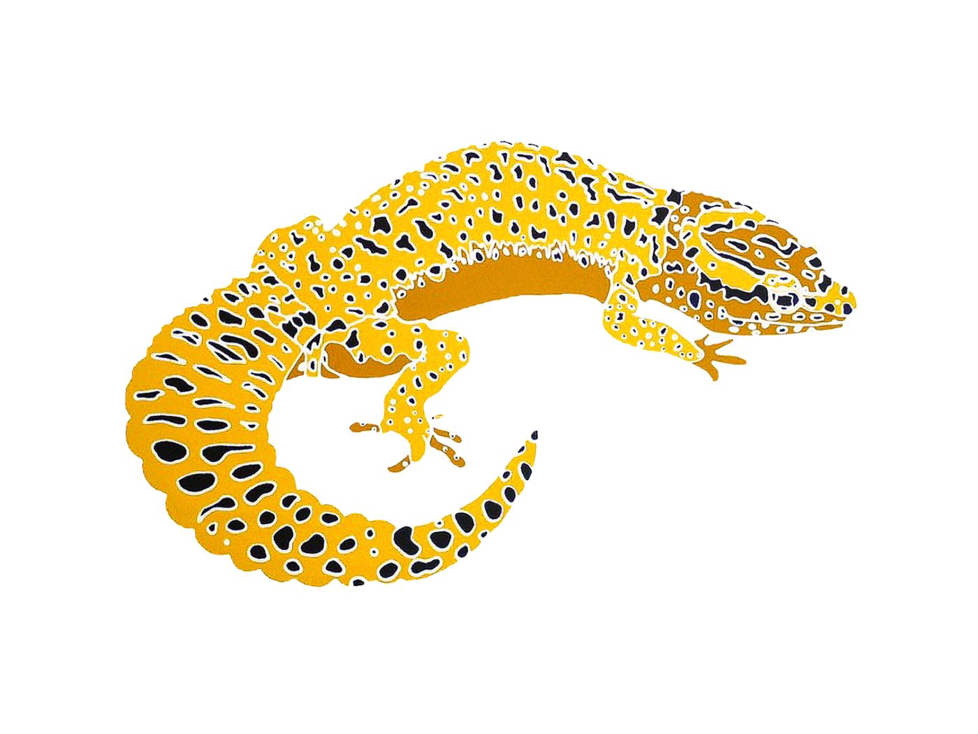 Eublepharis macularius